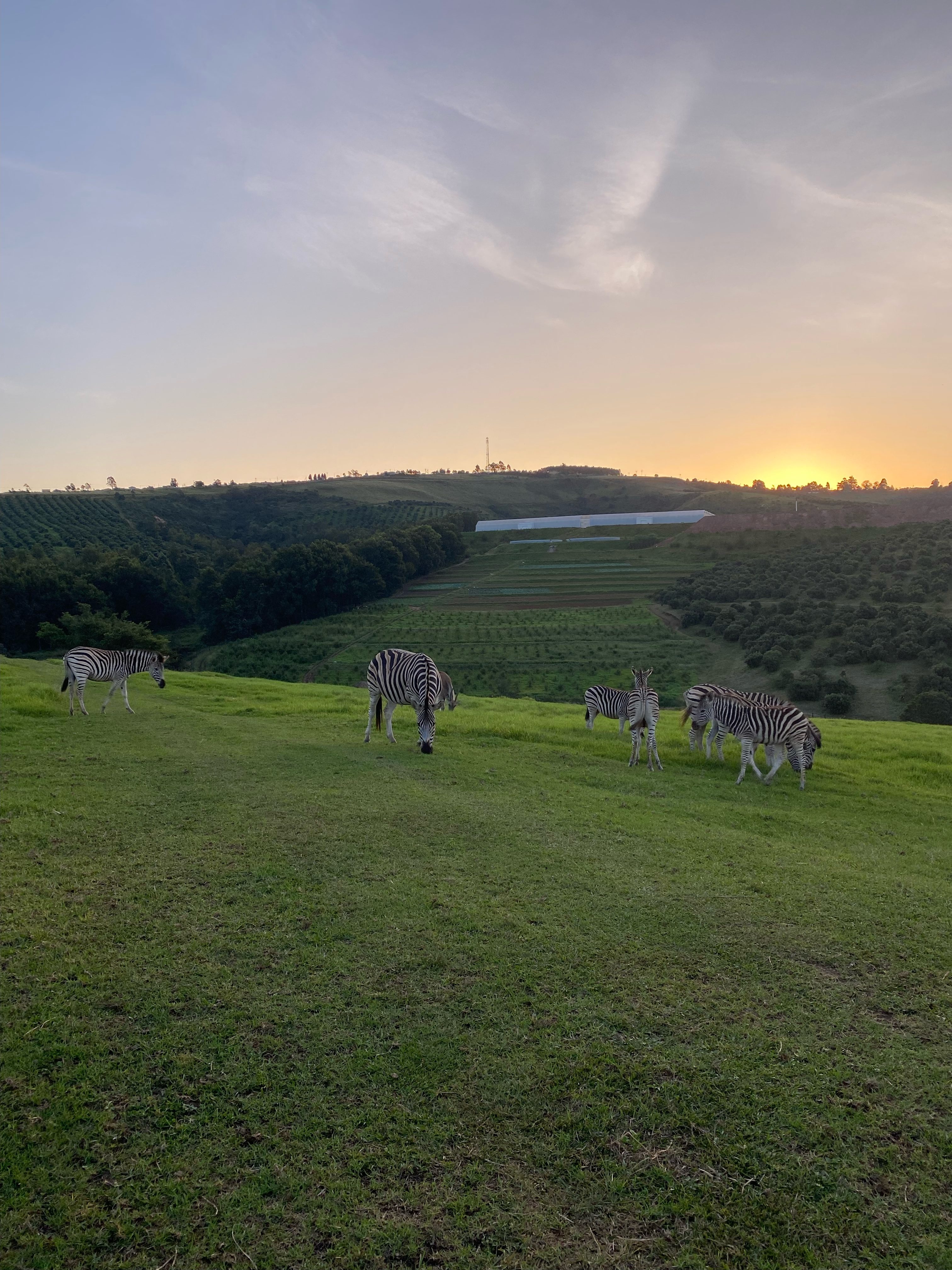 A Breathtaking South African Safari